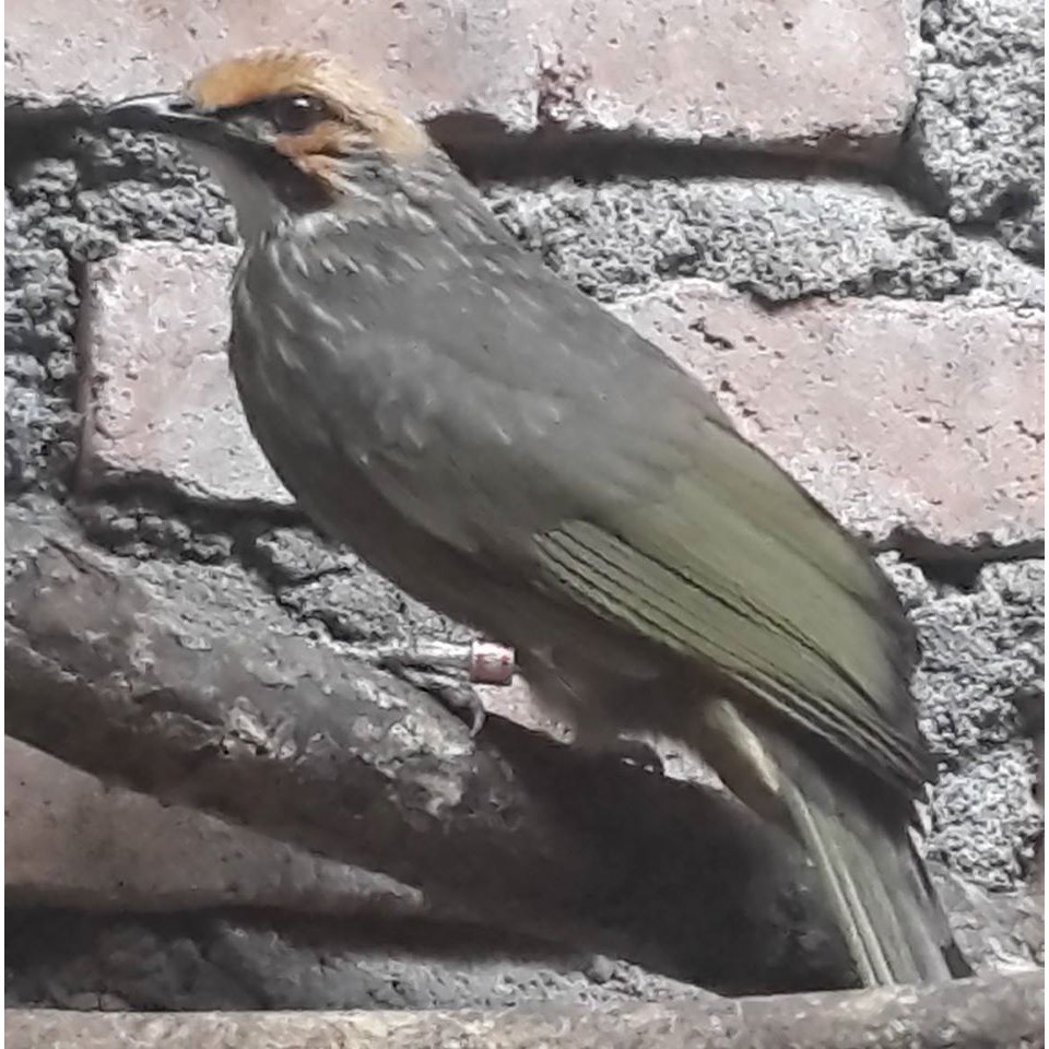 Sarang Burung Cucakrowo Cucak Ijo Trocok Shopee Indonesia