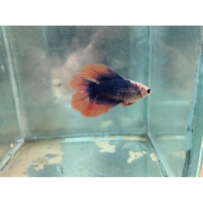 Terlaris Cewean Female Hmdt Mascot Line Jawara Ibc