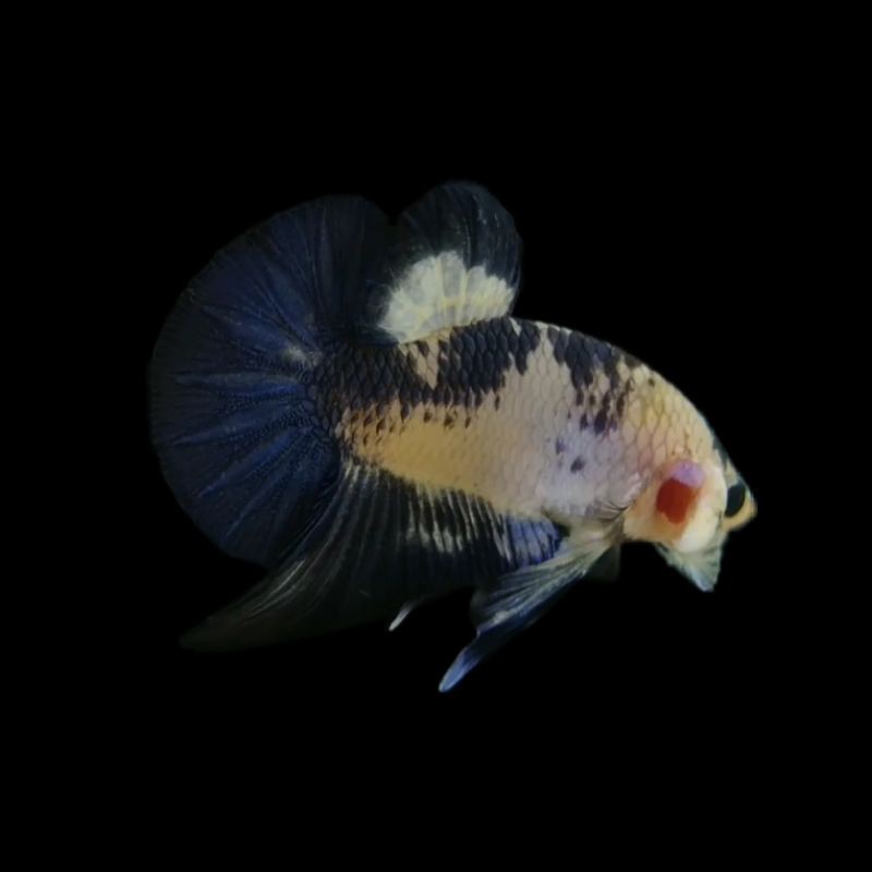 Cupang Plakat Panda Batik Line Blue Rim