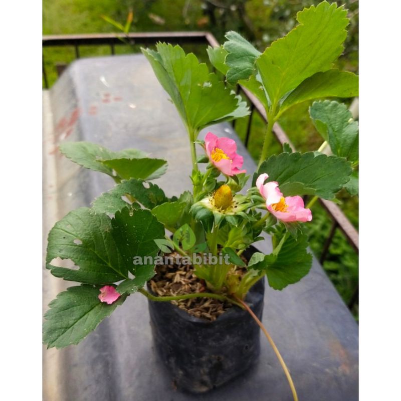 Strawberry Tristan /strawberry pink berbuah