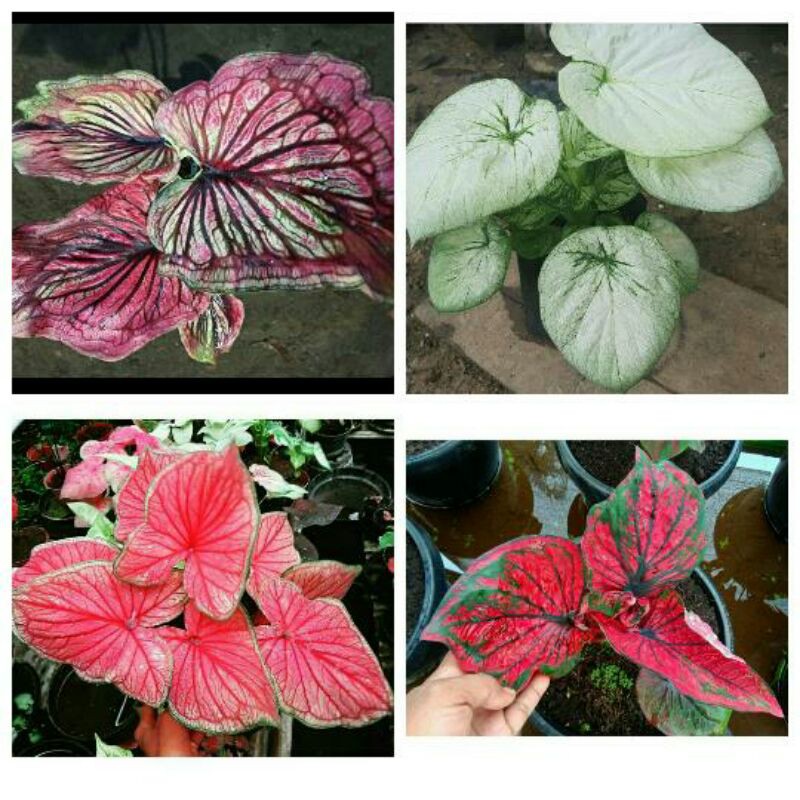 4 pake tanamn hias umbi caladium nagasakti,bondan,white cobra,red jaguar.