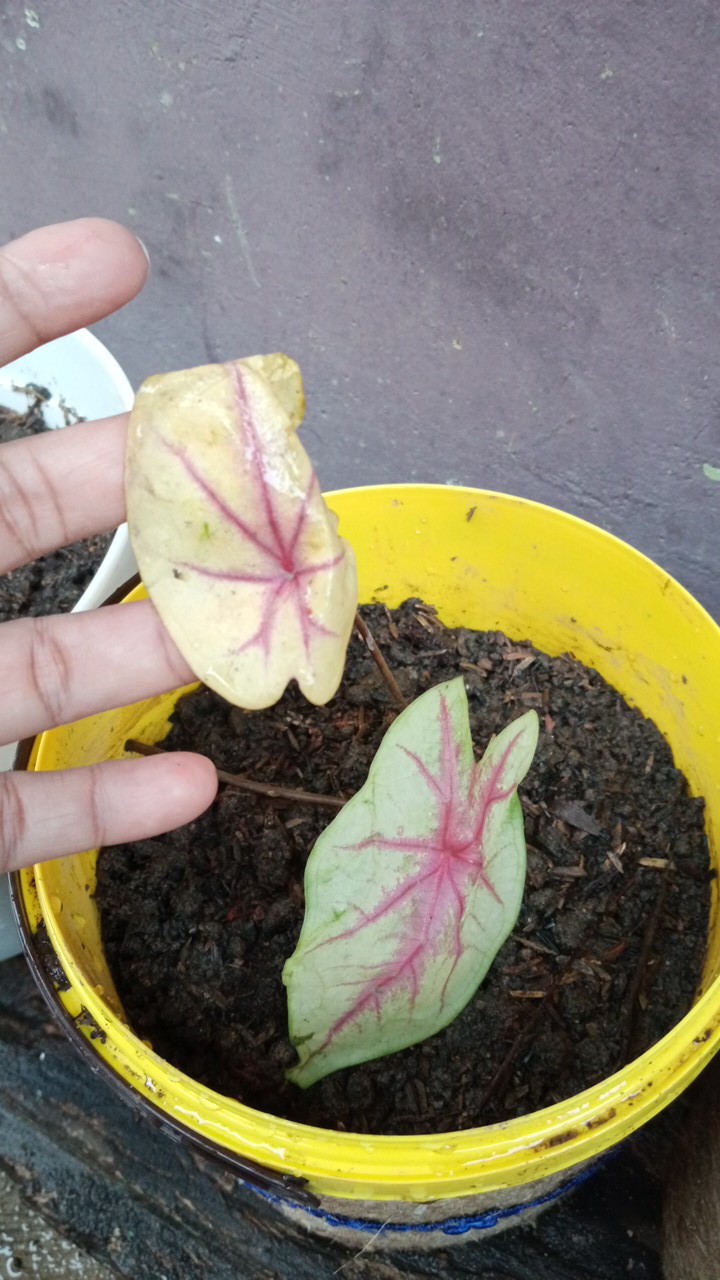 Caladium White Queen/ Dikirim Anakan