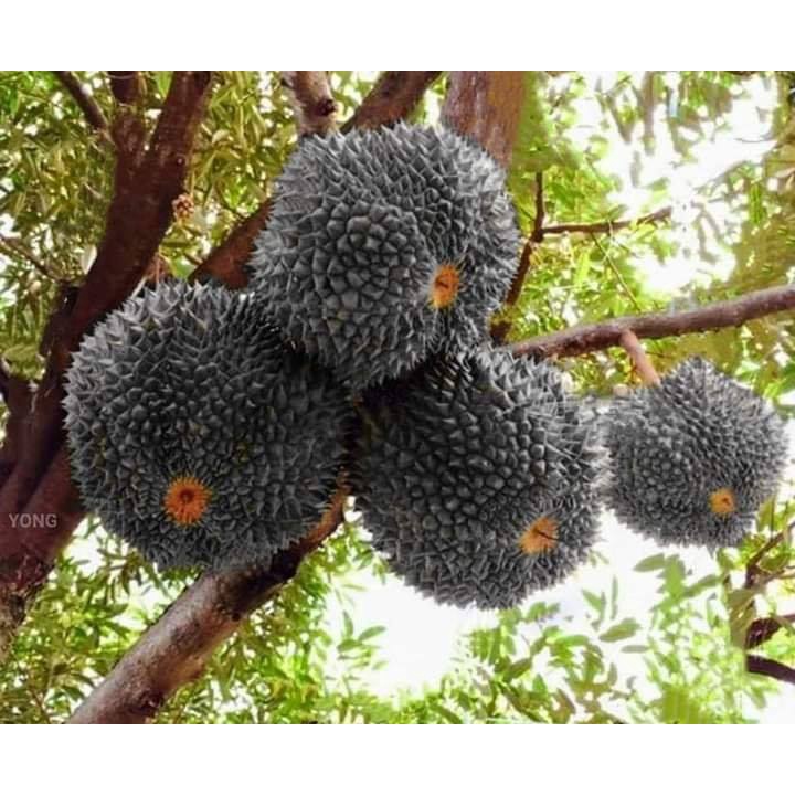 Bibit Durian Duri Hitam Kaki 1 (Jaminan Original)