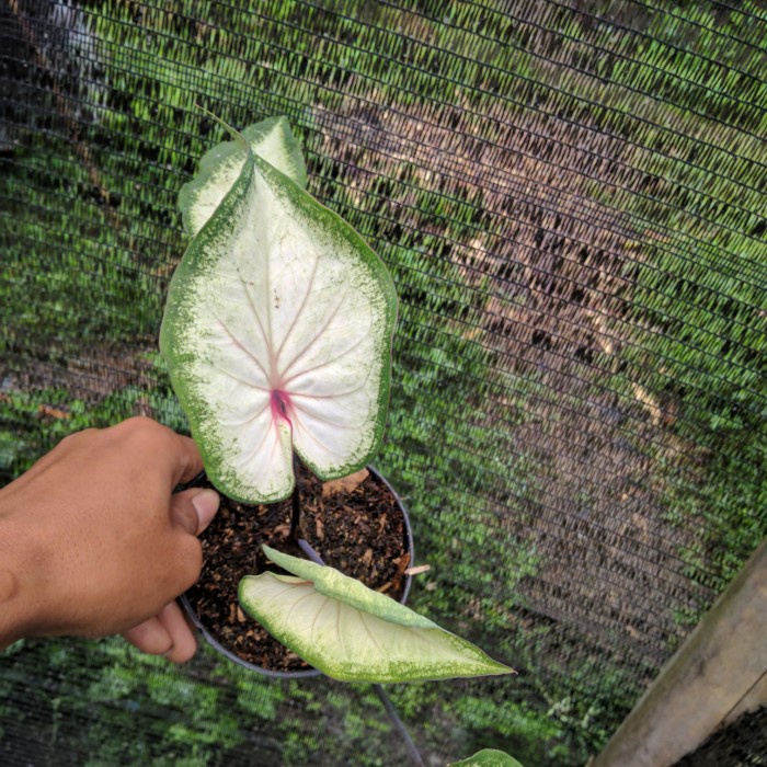 caladium hybrid putih cantik tanaman hias