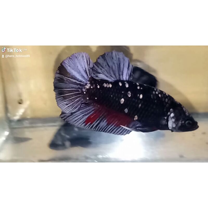 Ikan Cupang Jantan avatar Cooper Gold