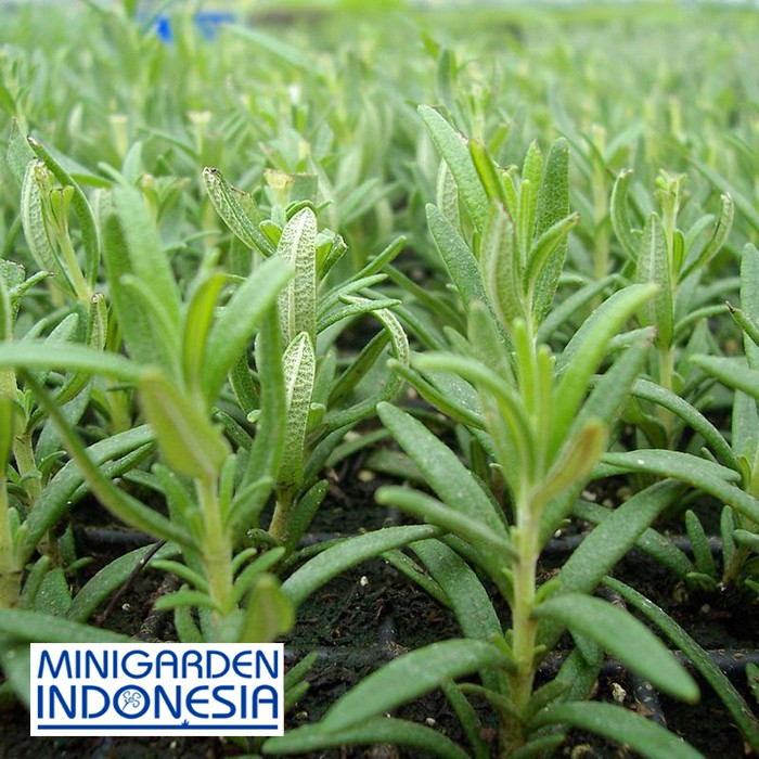 Benih herbal Bunga F1 Rosemary ECERAN 3 BIJI mr. fothergills bibit tanaman obat sayur sayuran herb import