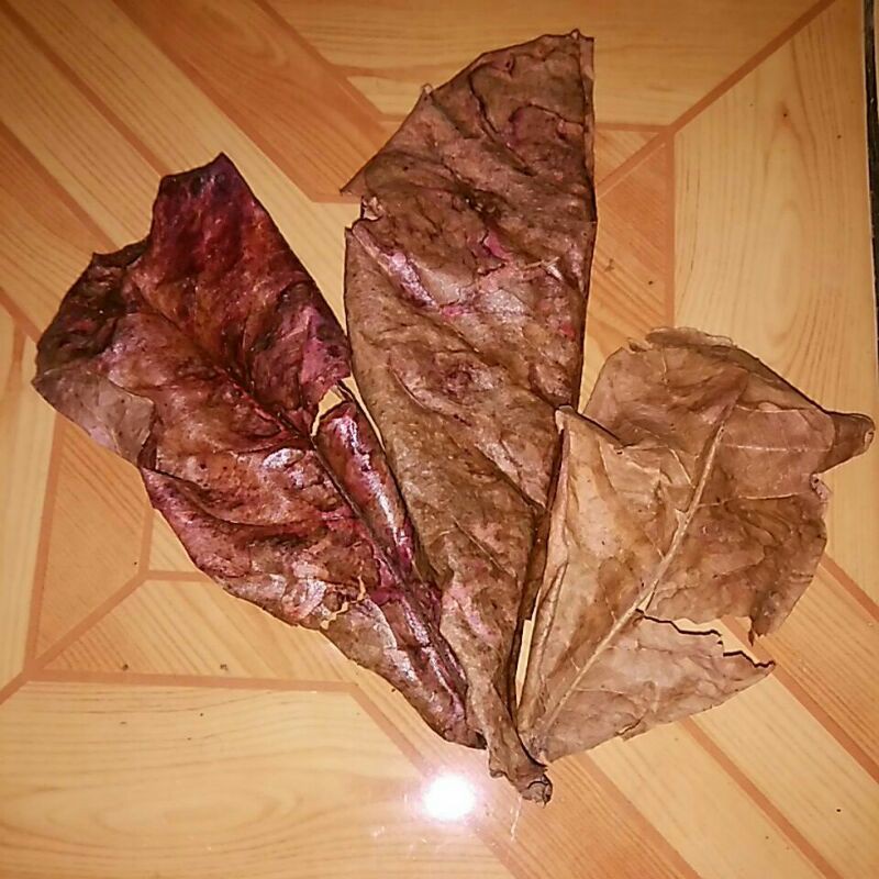 Daun ketapang kering, obat cupang, ikan cupang, daun ketapang kering alami.
