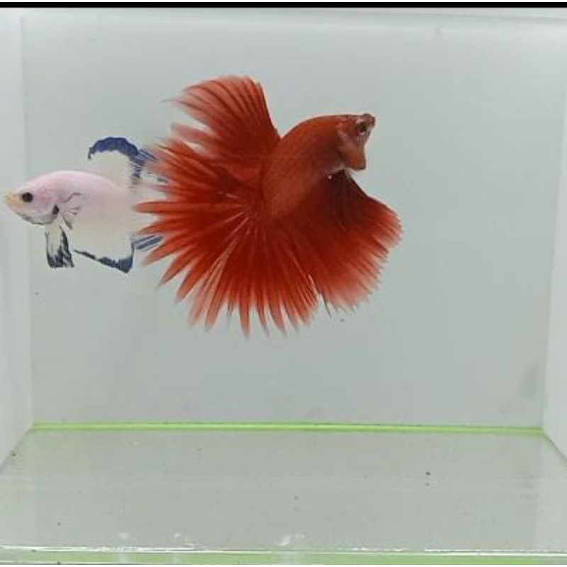 

IKAN CUPANG HALFMOON SUPER RED