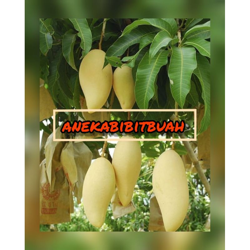 BIBIT MANGGA NAMDOKMAI / MANGGA GOLDEN SUPER