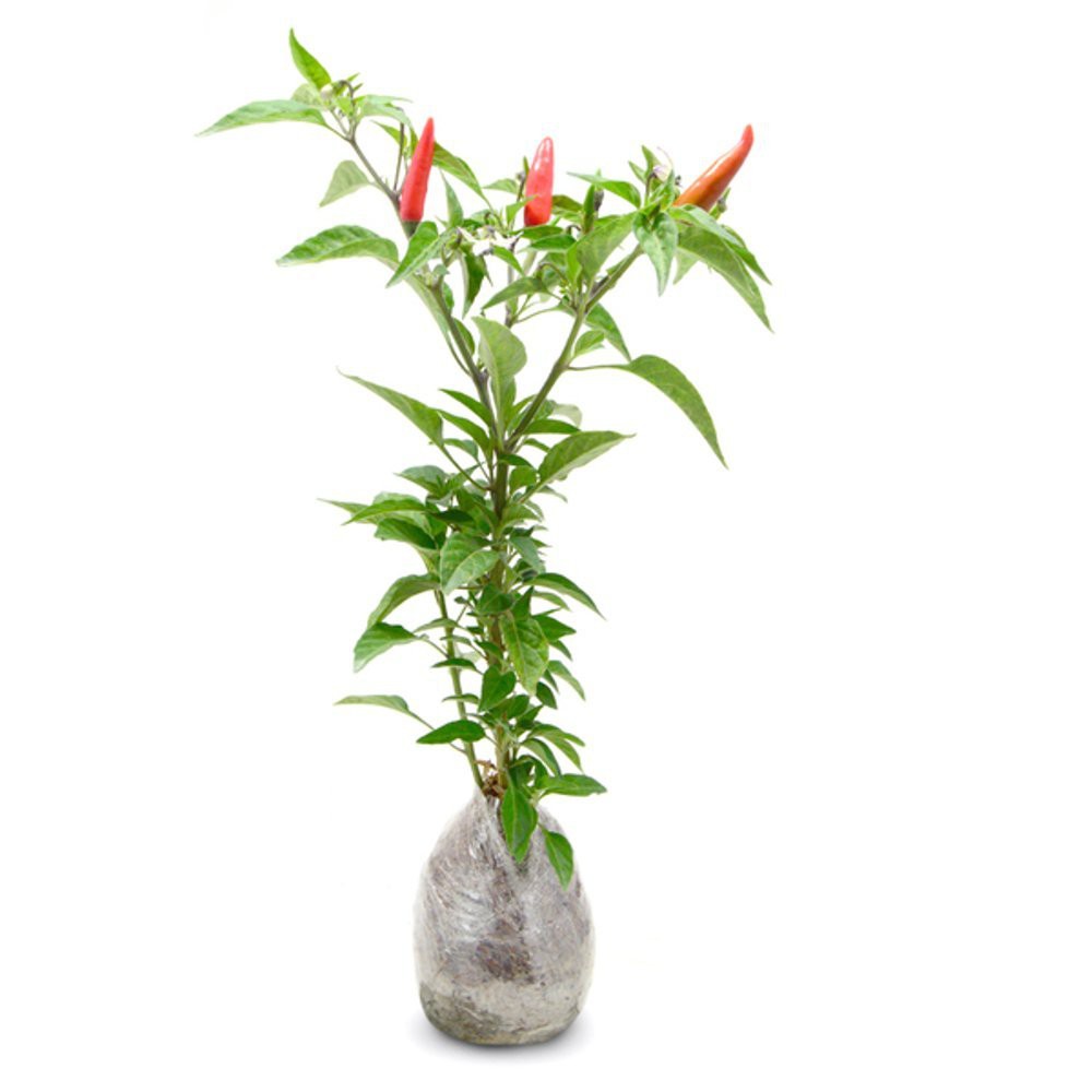 Tanaman Obat Cabai Rawit