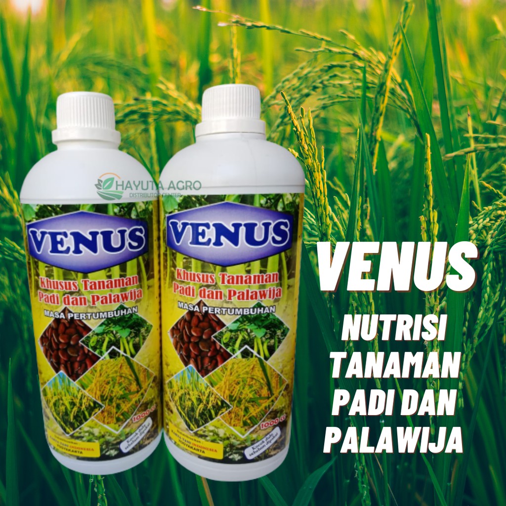 Pupuk Hayati Padi, Pupuk Padi Cair Berkualitas, Pupuk Padi Terbaik, Pupuk Hayati Terbaik Untuk Padi