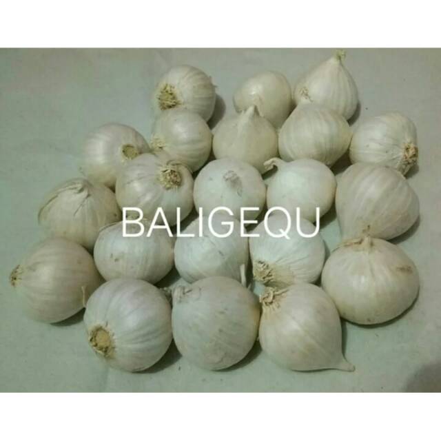 

BAWANG PUTIH TUNGGAL 500 GRAM