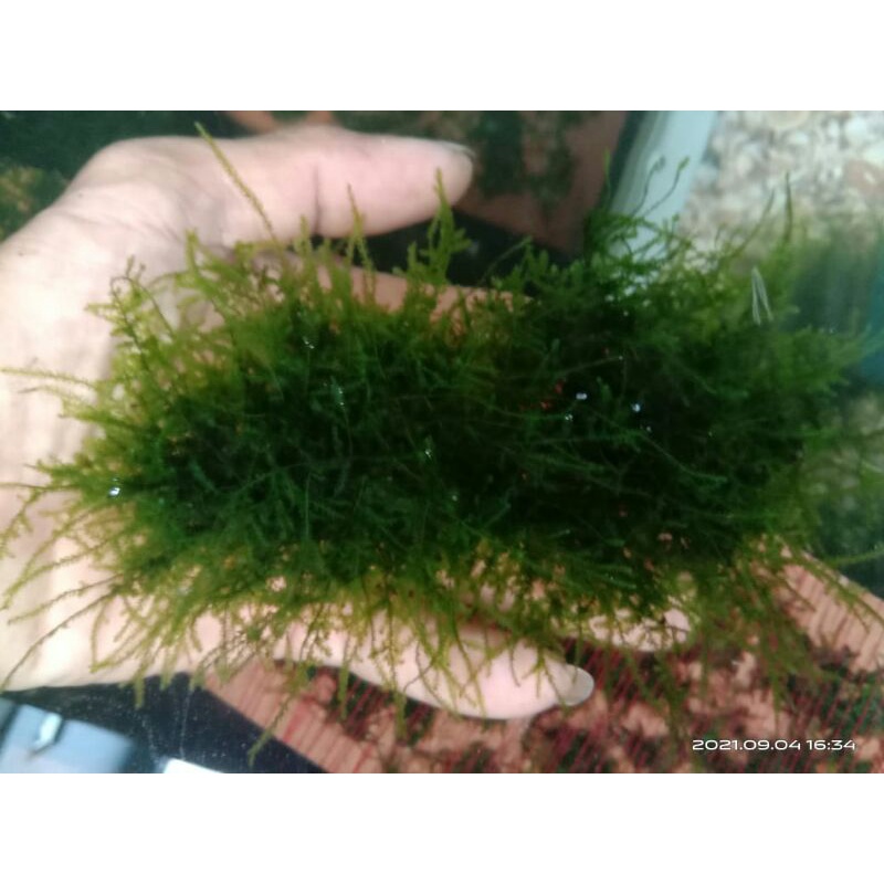 Java moss