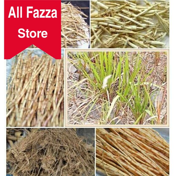 

AKAR ALANG-ALANG ilalang eurih SEGAR 100 gr terbaik al fazza store