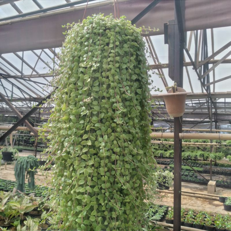 Tanaman Hias Gantung Hidup Meat Leaf Tanaman Sekulen Sedum Dischidia Nummularia Tahan Panas