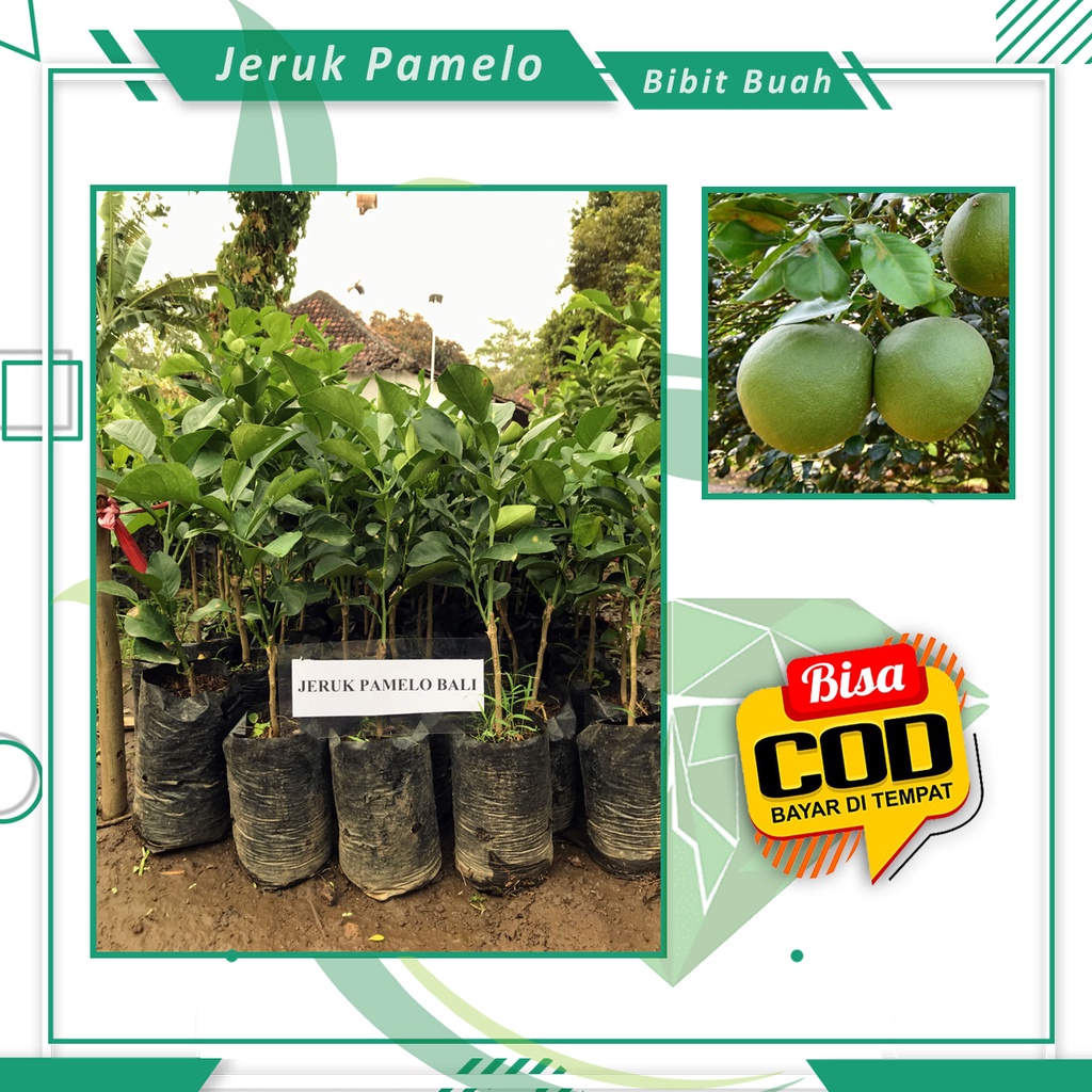 Bibit Jeruk Pamelo Madu/Bali Bibit Jeruk Bali Murah [ SIAP KIRIM ]