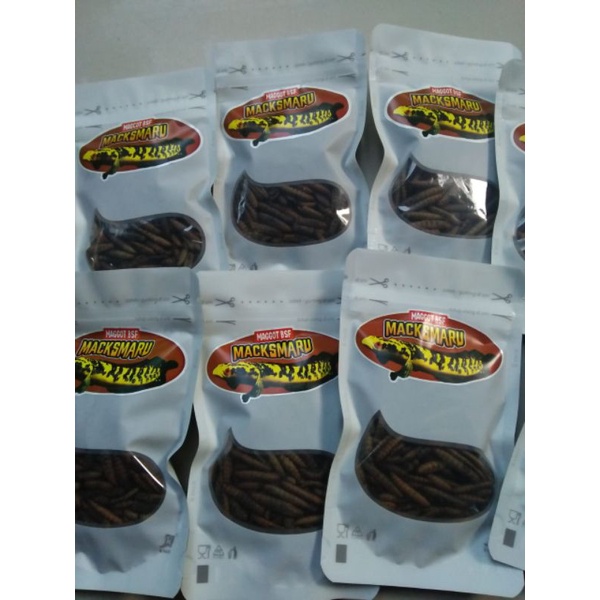 MAGGOT BSF Pertegas BAR Maru YS Dan Progres Mentall Galak