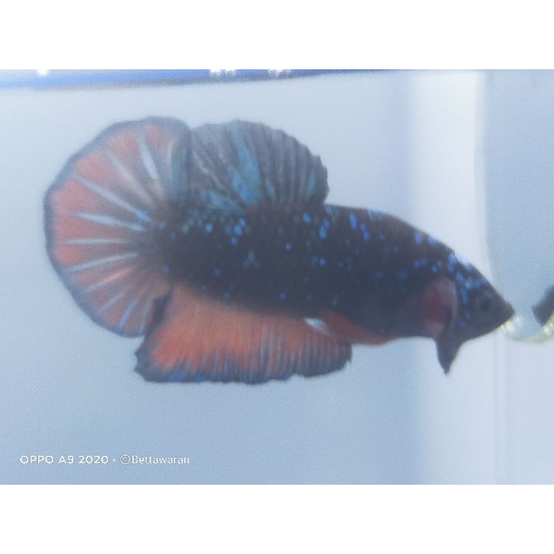 Cupang Avatar Kalimaya Line Gordon