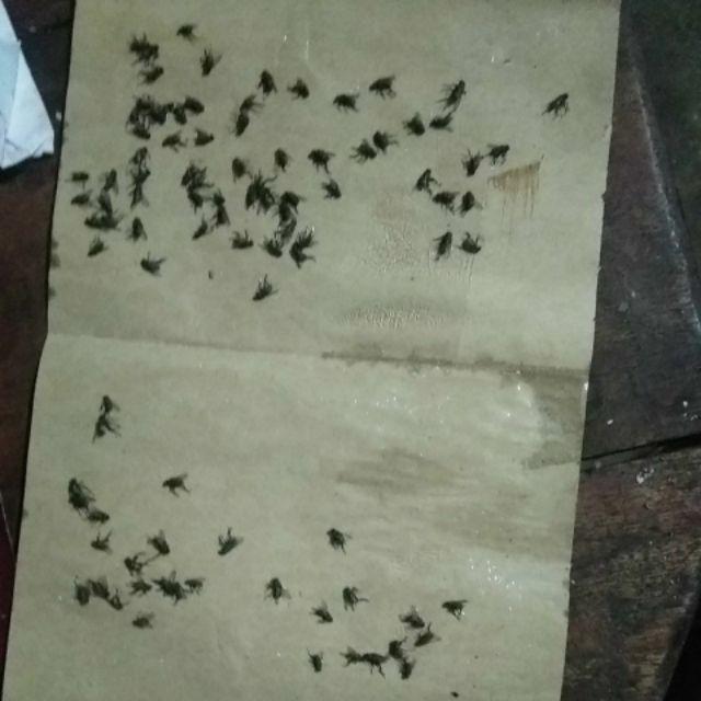 Lem Tikus Fox Dijamin Super Lengket!!