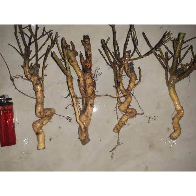 bahan serut dongkelan prospek