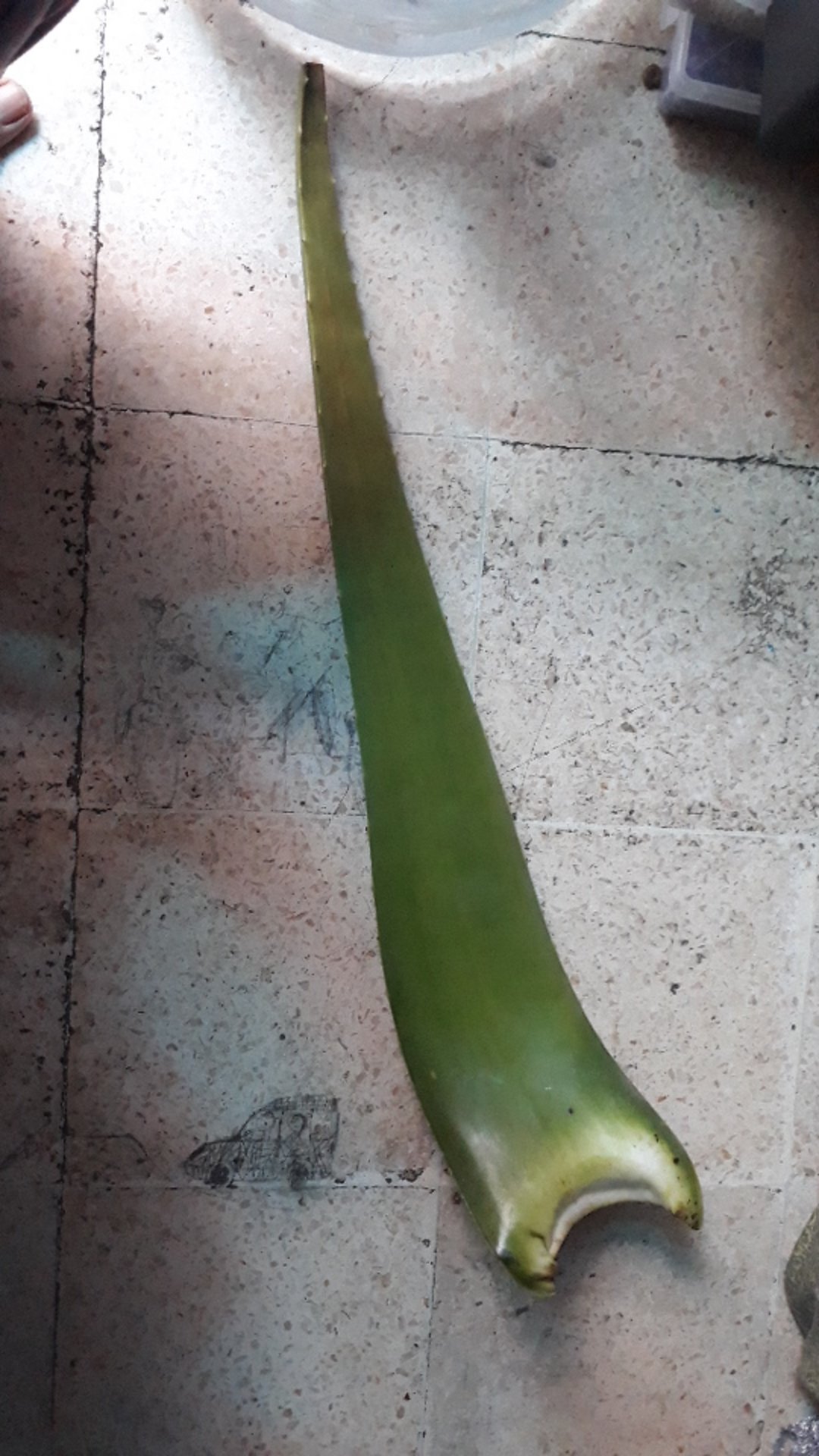 Sale! Pelepah Lidah Buaya Jumbo & Fresh 100% Organik (600-750gr)