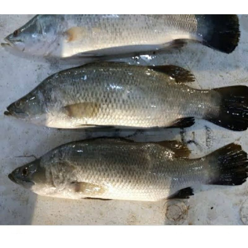 

ikan kakap putih
