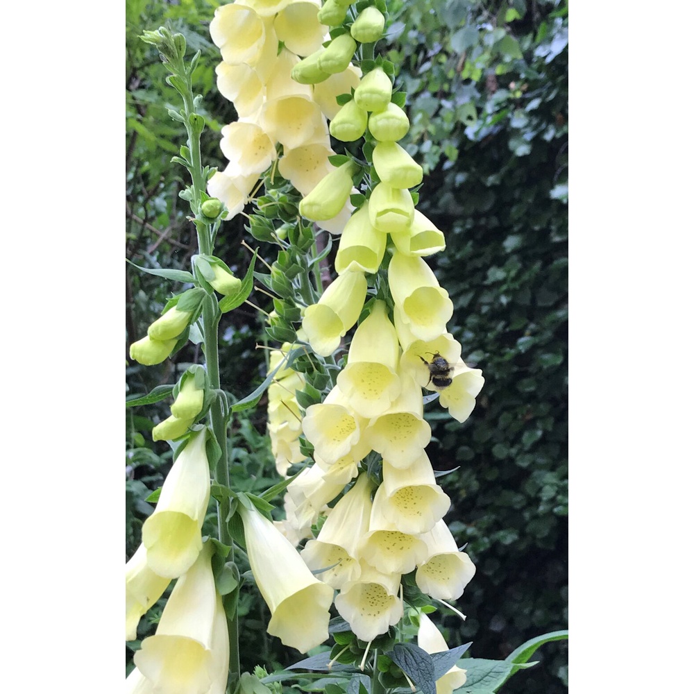 Benih Bibit Biji - Bunga Foxglove Primrose Yellow Digitalis purpurea 'Primrose Carousel' Flower Seeds - IMPORT