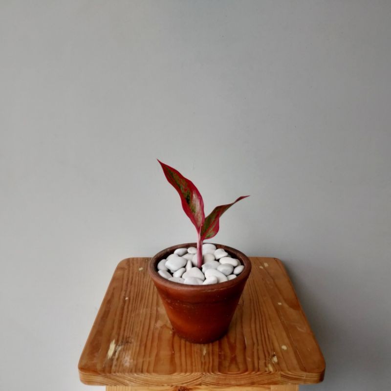 Aglaonema red