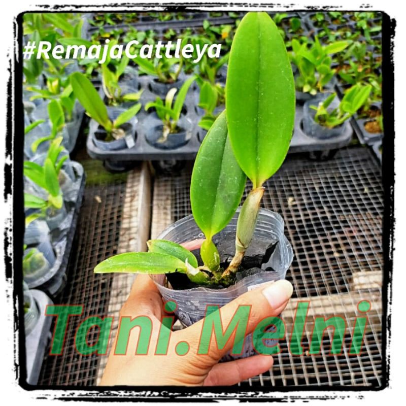 Anggrek Cattleya Remaja Hybrid Bunga Besar