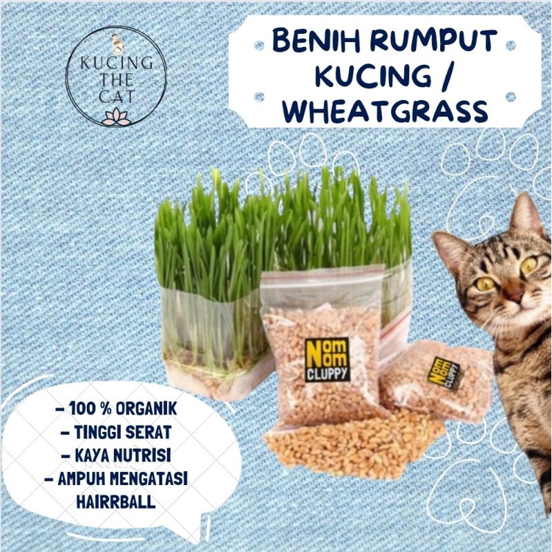 Benih Rumput Kucing - Benih Gandum - Bibit Rumput Kucing wheatgrass