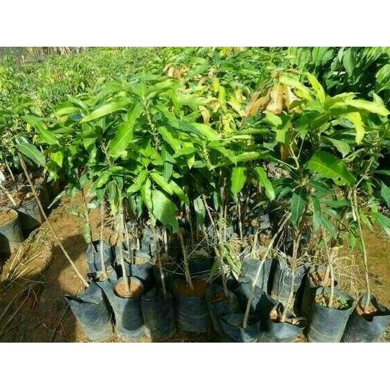 dm= bibit mangga alpukat klonal 21 berkah