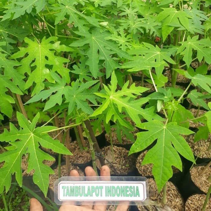 Bibit Tanaman Buah Pepaya California Manis Bibit Pepaya California