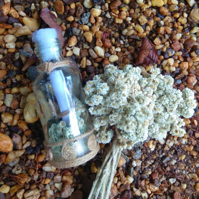 Botol kaca edelweis/bunga botol edelweis/kartu ucapan bunga edelweis/ bunga kering
