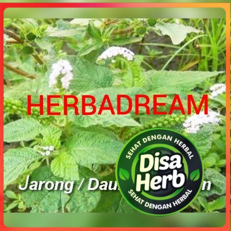 

DAUN SENGKETAN SANGKETAN BUBUK 50 GRAM - Heliotropium Indicum - MURNI - JSR - REMPAH