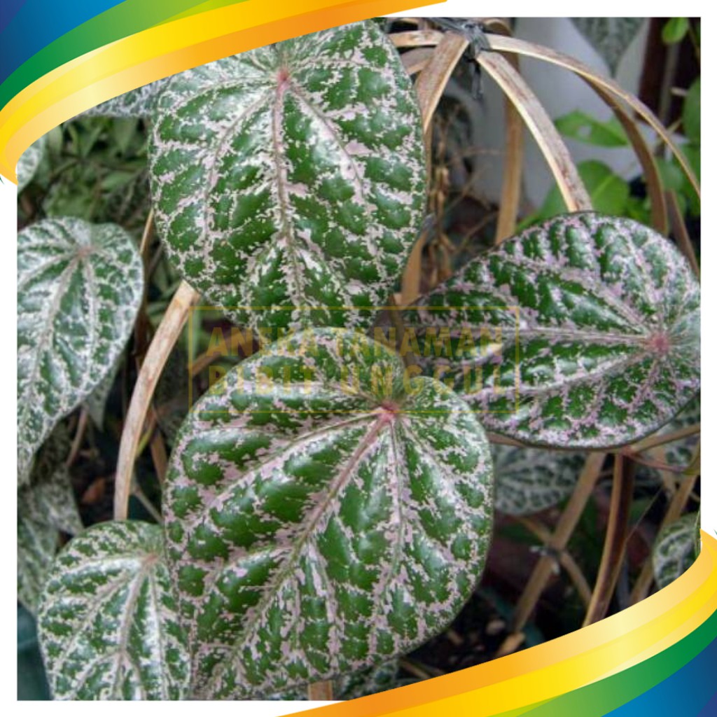 Tanaman Sirih Merah Daun Sirih Merah