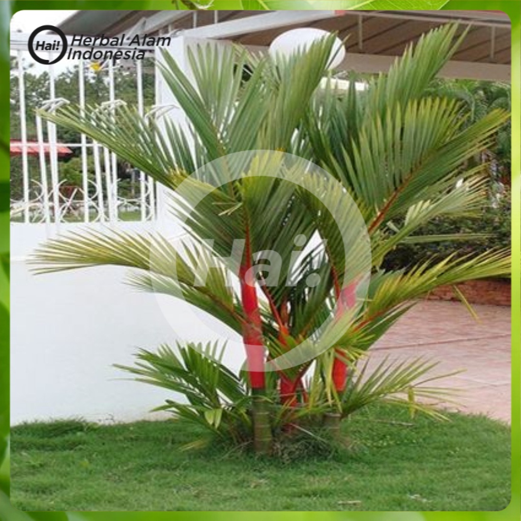 Palem Merah Bibit Benih Pohon Palm Lipstik HAI STORE