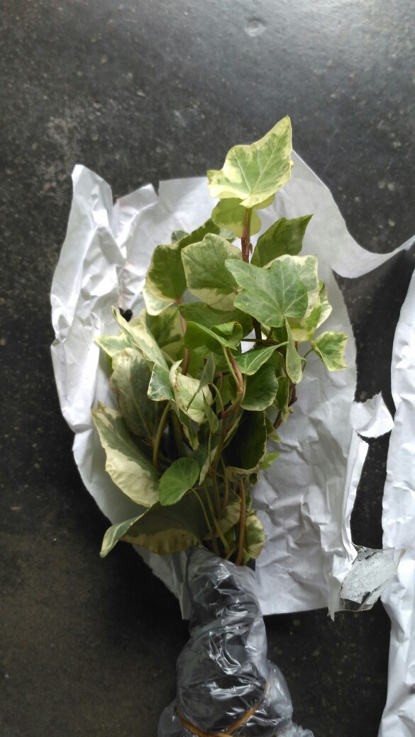 Tanaman Hias Gantung Ivy Variegata
