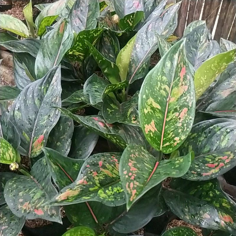 Aglaonema Heng Heng Batik Jumbo || Aglonema hengheng Hijau || Aglonema Murah || Aglonema Heng-heng Merah