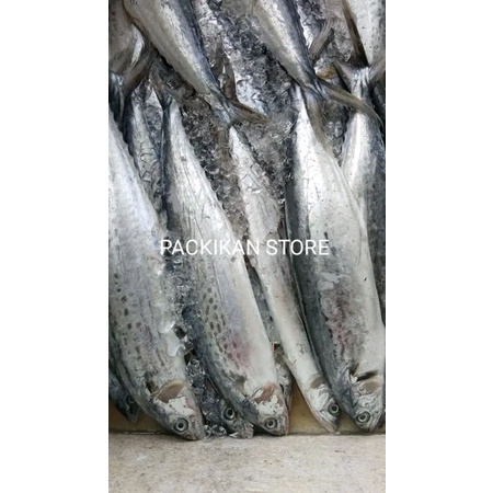 

Ikan Tenggiri Segar Tengiri Segar Betina / Ikan Fresh Laut GARANSI SEGAR