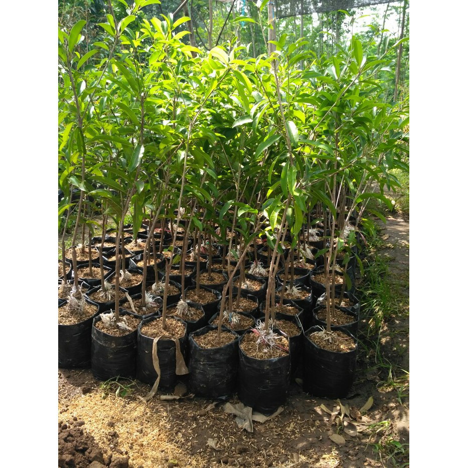 paket hemat 3 bibit sawo jumbo