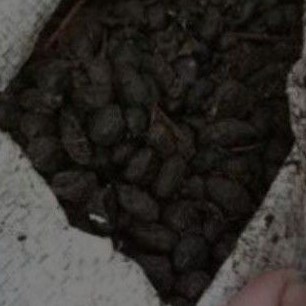 pupuk tai kambing murni