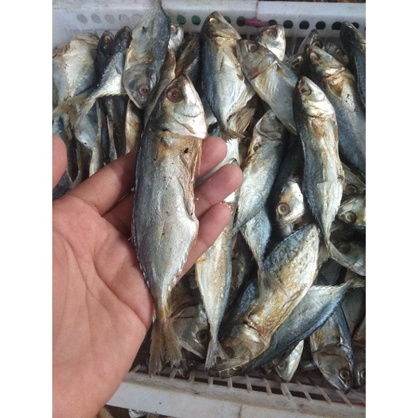 

ikan asin peda sedang 1kg