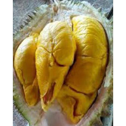 BIBIT TANAMAN BUAH DURIAN BAWOR KAKI 3 TINGGI 1,2 METER UP CLE0