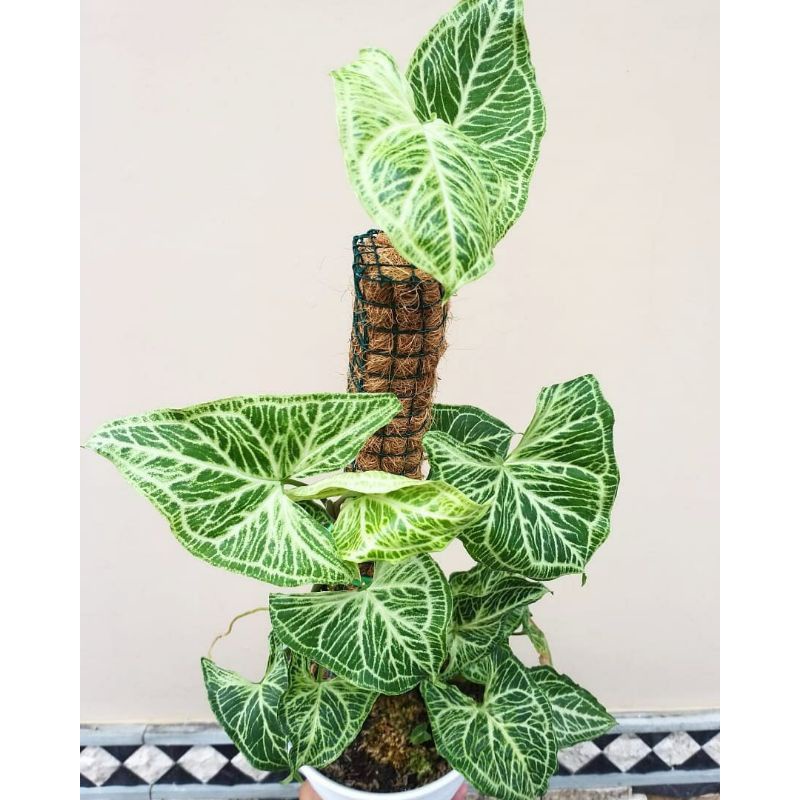 Tanaman Hias Singonium Original Syngonium Batik Tanaman Hidup