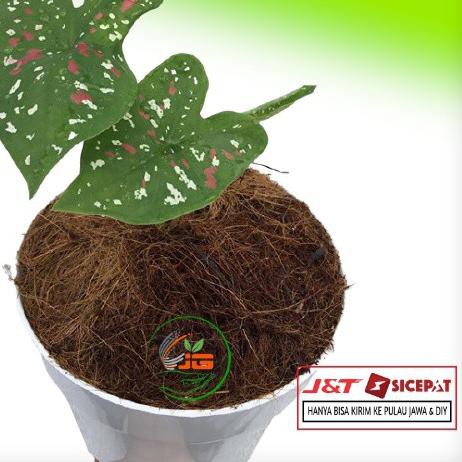 GROSIR_JAKARTA Keladi Threecolor Baby