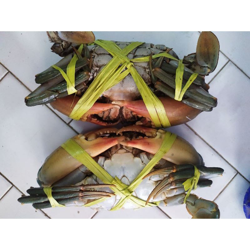 

#UPER FREAH, KEPITING BAKAU