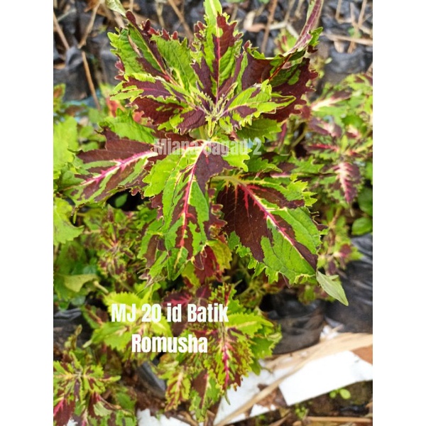 Miana Premium/id Batik Romusha/unik/Langka/Promo