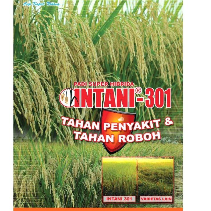 Penjualan Meriah Benih padi Hibrida Inpari 301 Produksi Tinggi & Tahan Penyakit panen Genjah