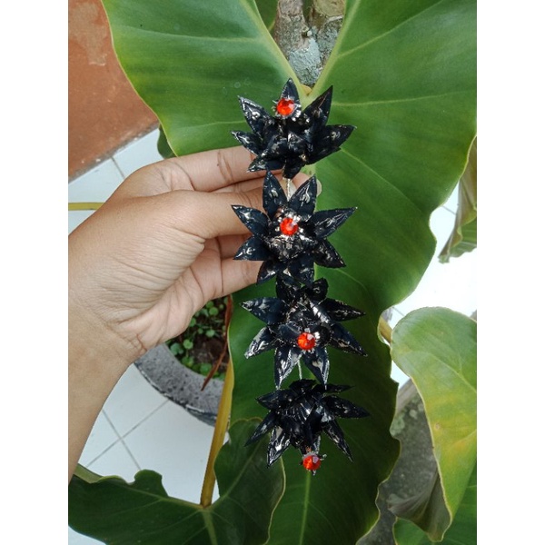 Semanggi Hitam / semanggi bali / hair do bali/snggul bali