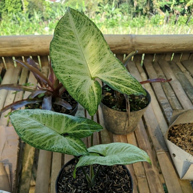 DIARY PETANI - Tanaman Hias Syngonium Batik Putih